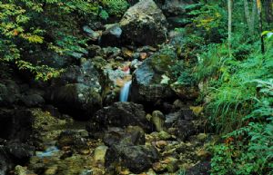 松阳箬寮原始森林的小瀑布