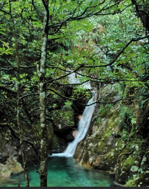 松阳箬寮原始森林的瀑布