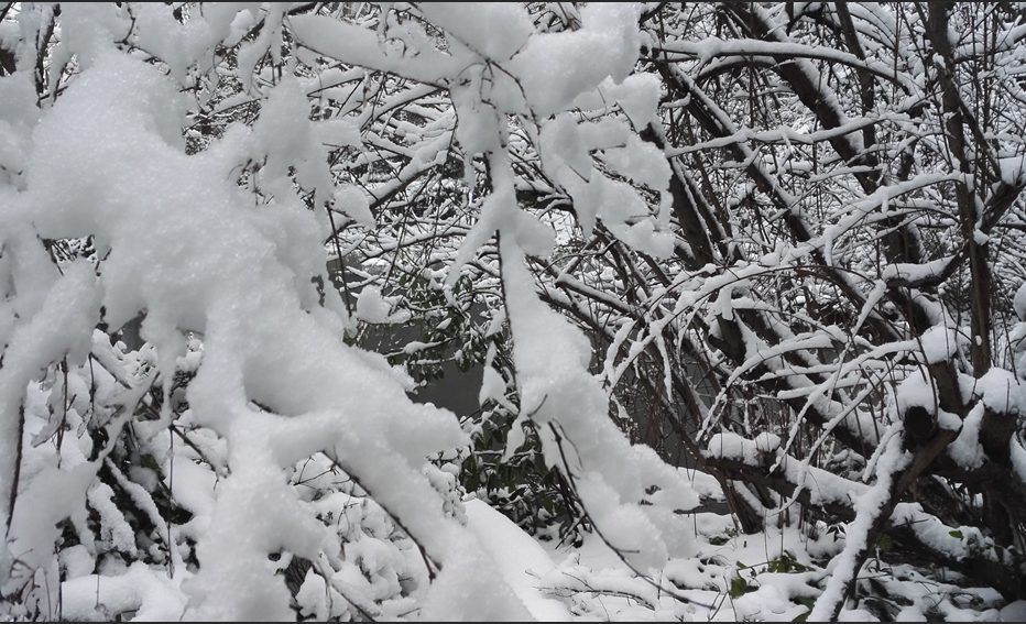 雪会掩盖很多东西,使之充满神秘 雪会掩盖很多东西,使之充满神秘