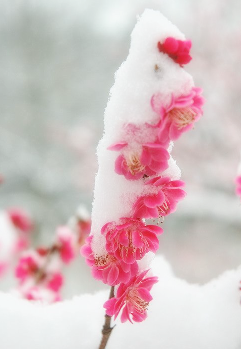雪景照片突出主体的娇柔美感,似娇羞的新娘 雪景照片突出主体的娇柔美感,似娇羞的新娘