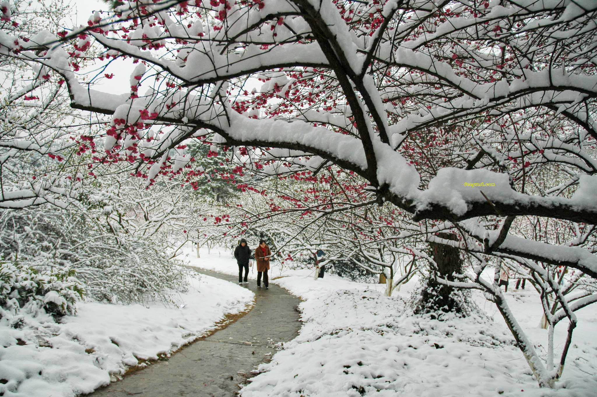 杭州植物园大雪纷飞